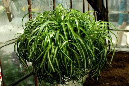 ChlorophytumBonnie1