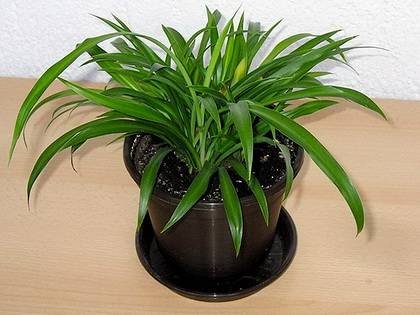 ChlorophytumCapense1