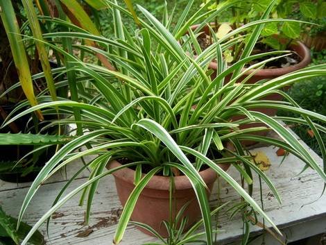 ChlorophytumComosum2