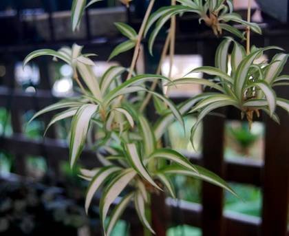 ChlorophytumComosum3