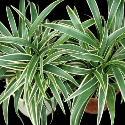 ChlorophytumLaxum1