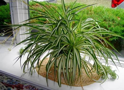 ChlorophytumСomosum1
