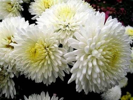 Chrysanthemum1