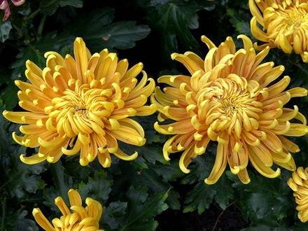 Chrysanthemum10