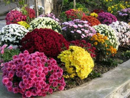 Chrysanthemum11