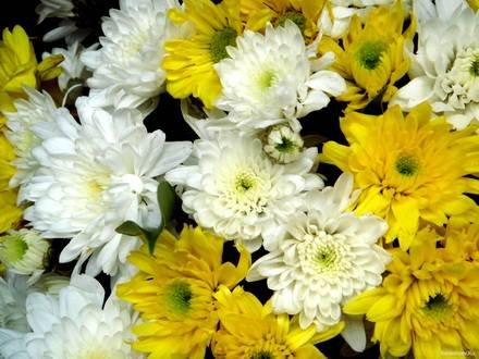 Chrysanthemum13