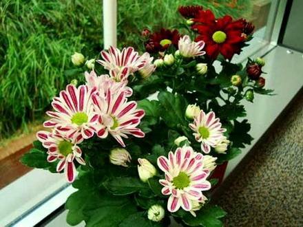 Chrysanthemum14