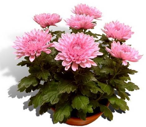 Chrysanthemum16