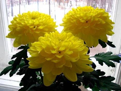 Chrysanthemum17