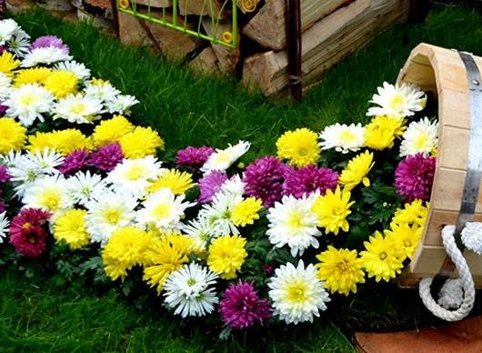 Chrysanthemum18