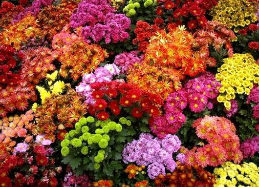 Chrysanthemum19
