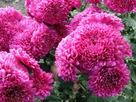 Chrysanthemum2