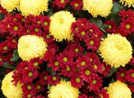 Chrysanthemum3
