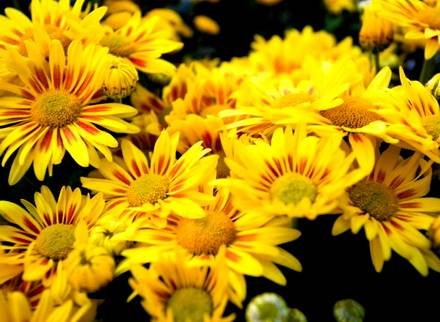 Chrysanthemum4