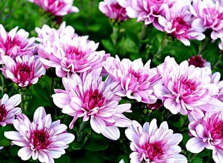 Chrysanthemum5