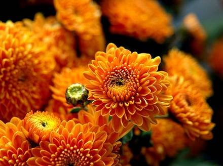 Chrysanthemum6