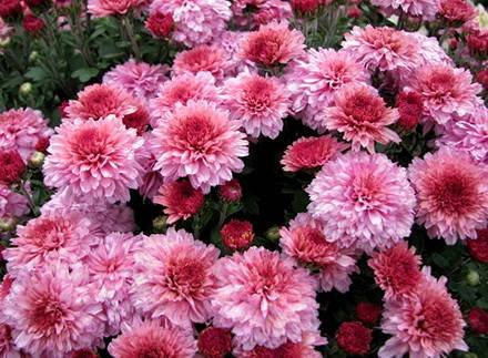 Chrysanthemum7