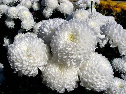 Chrysanthemum8