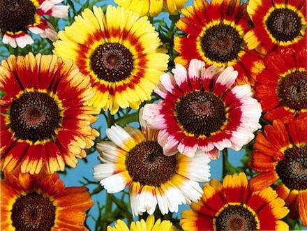 ChrysanthemumCarinatum