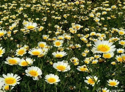 ChrysanthemumCoronarium