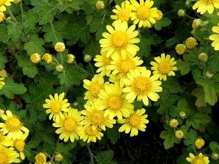 ChrysanthemumIindicum