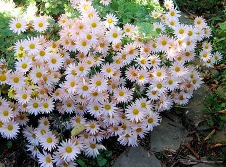 ChrysanthemumKoreanum