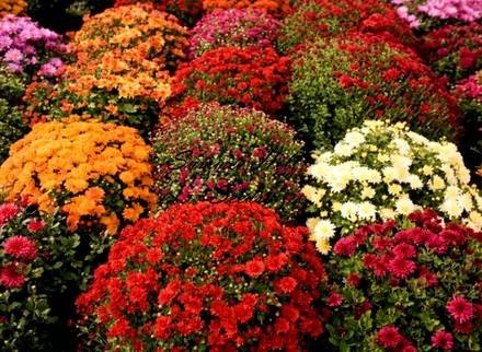 ChrysanthemumMorifolium