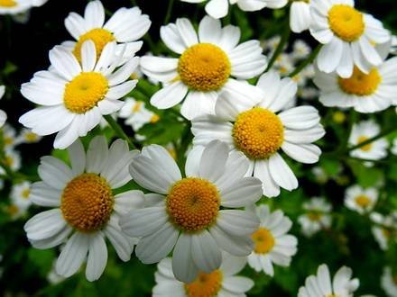 ChrysanthemumParthenium