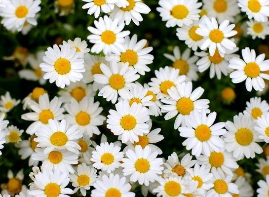 ChrysanthemumSerotinum
