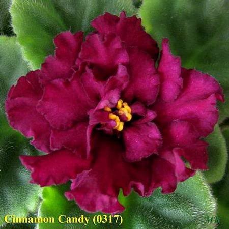 CinnamonCandy4