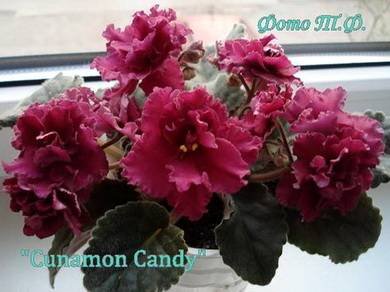 CinnamonCandy7