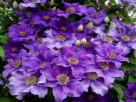 Clematis1