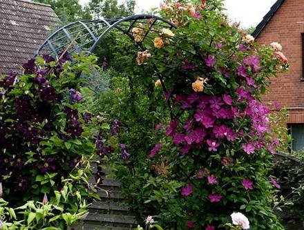 Clematis10