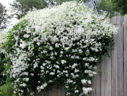 Clematis11
