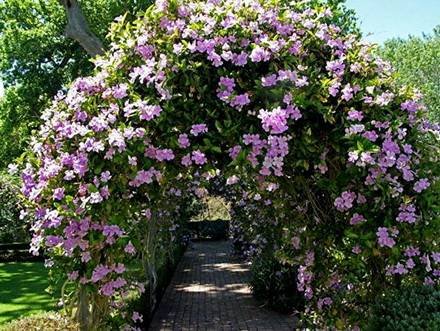 Clematis12