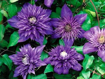 Clematis19