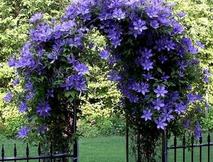 Clematis2