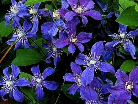 Clematis20