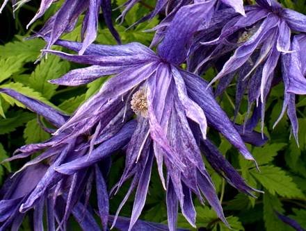 Clematis23