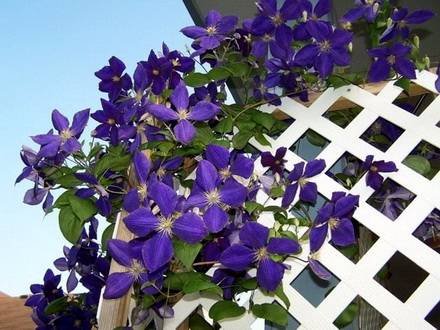 Clematis28
