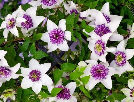 Clematis29