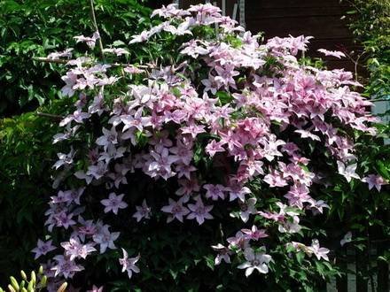 Clematis3