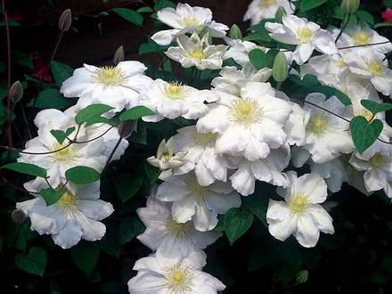 Clematis33