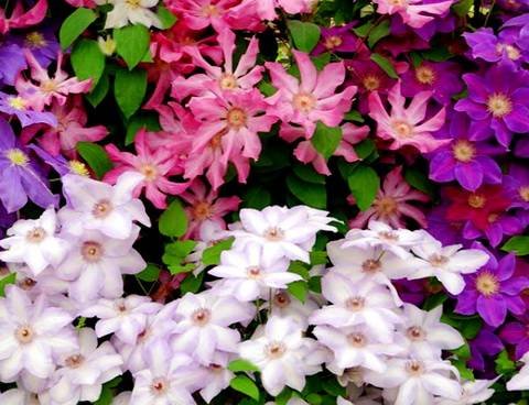 Clematis34