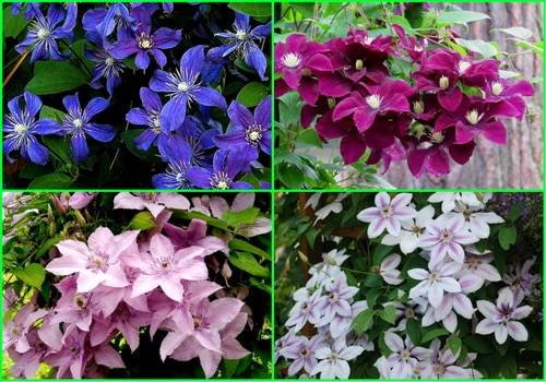 Clematis37