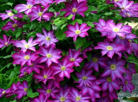 Clematis38
