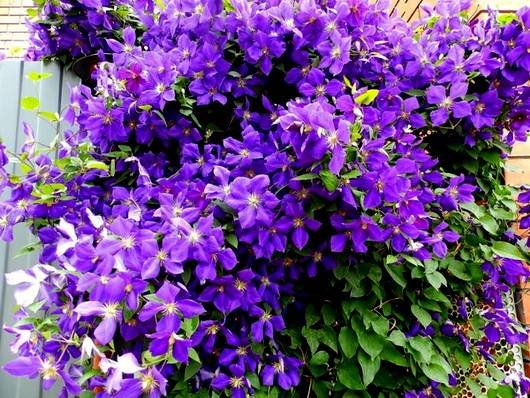 Clematis39