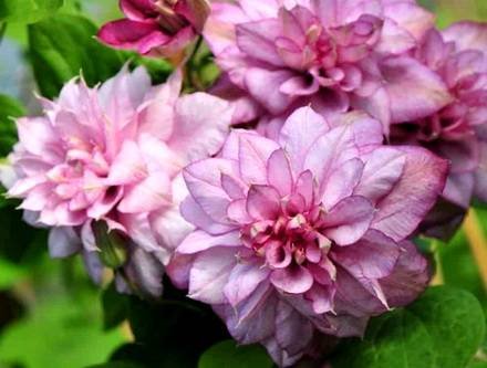Clematis4