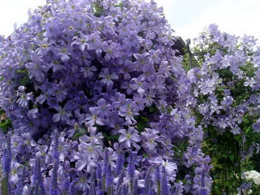 Clematis40