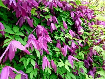 Clematis6